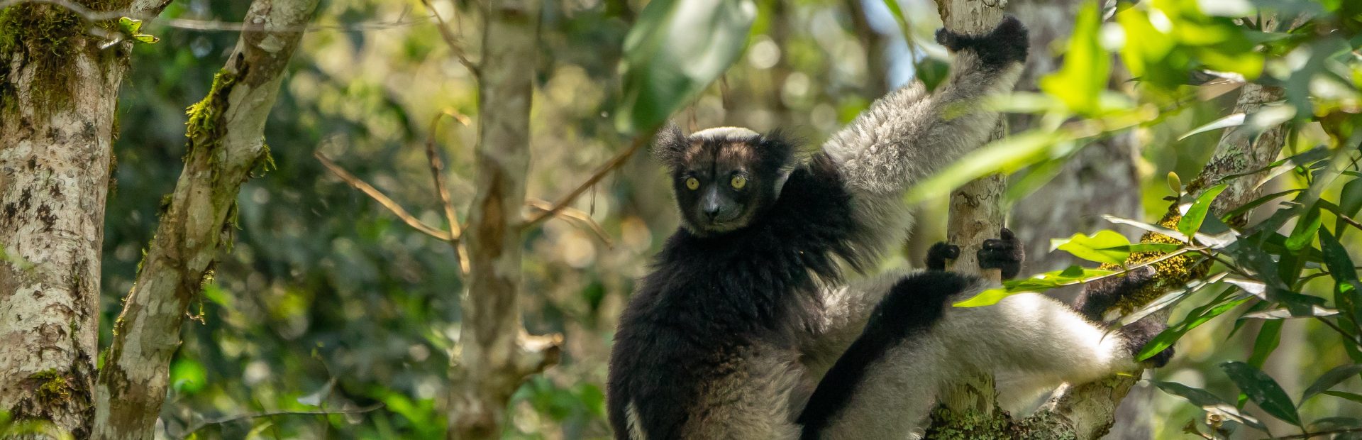Andasibe Madagaskar