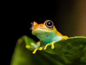 Andasibe Nationalpark Madagaskar