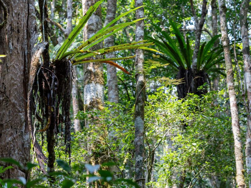 Dschungel pur in Madagaskar