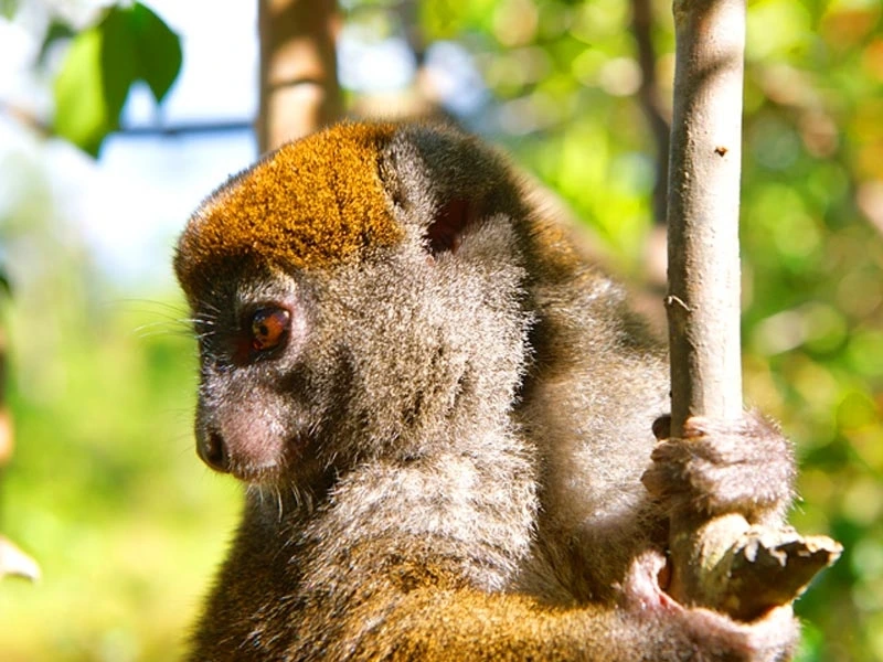 Madagaskar Mabmusmaki