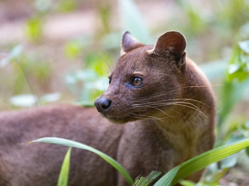 Kirindy Madagaskar