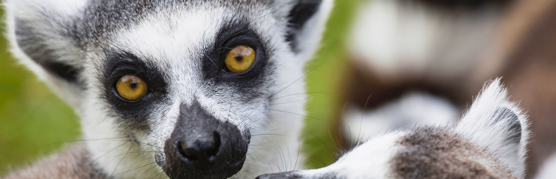 Affe in Madagaskar