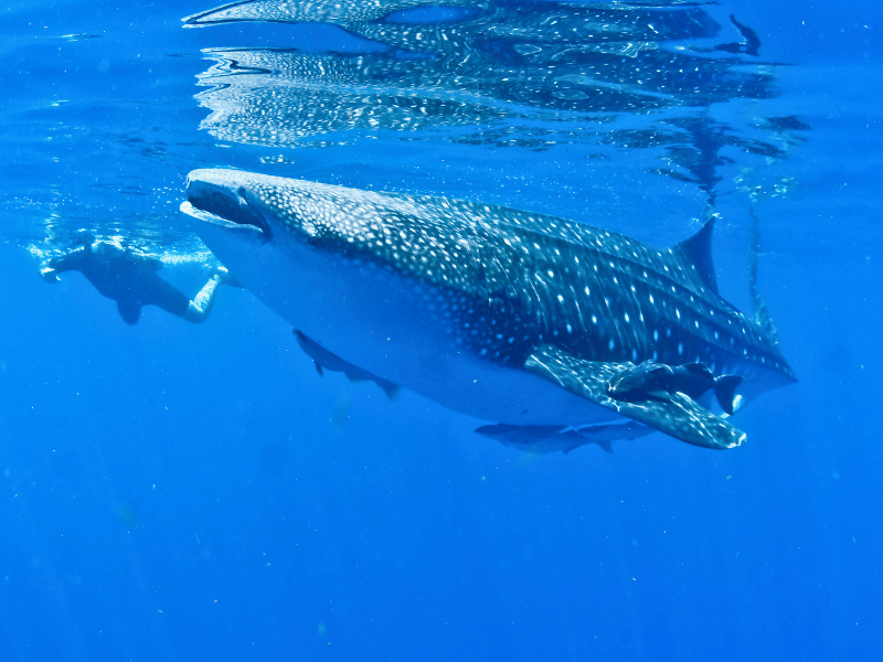 Walhaie bei Nosy Be in Madagaskar
