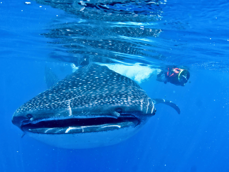 Walhaie bei Nosy Be in Madagaskar