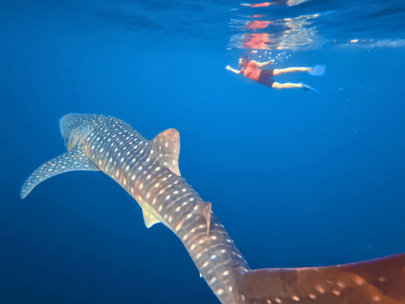 Walhaie bei Nosy Be in Madagaskar