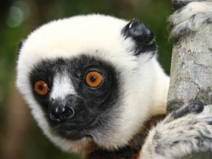 Madagaskar Maki