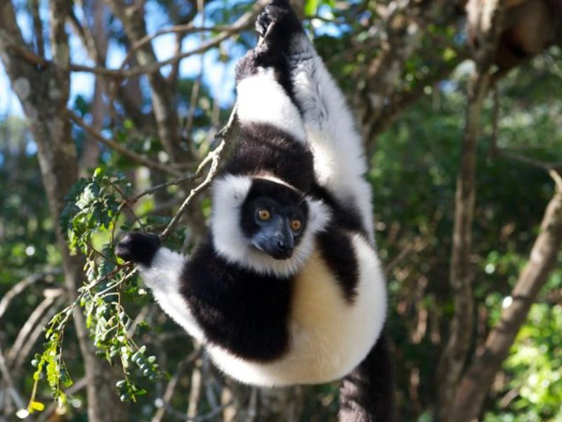 Dschungel pur in Madagaskar
