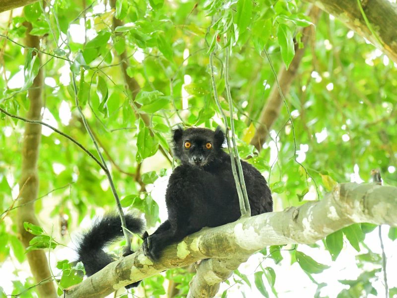Schwarze Lemuren Lakobe Nationalpark Madagaskar