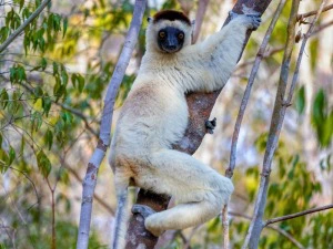 Maki im Kirindy Forest Madagaskar