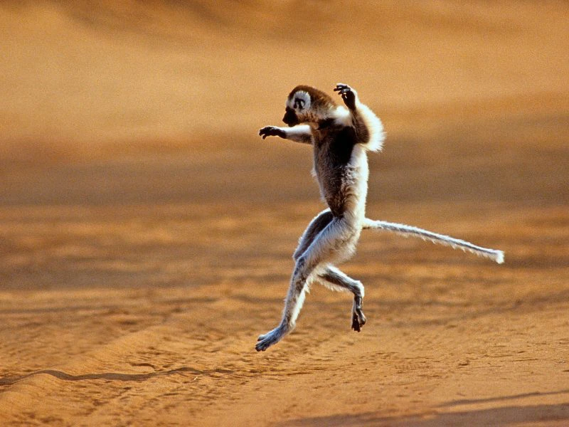 Sifaka in Madagaskar