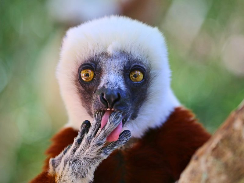 Madagaskar Sifaka