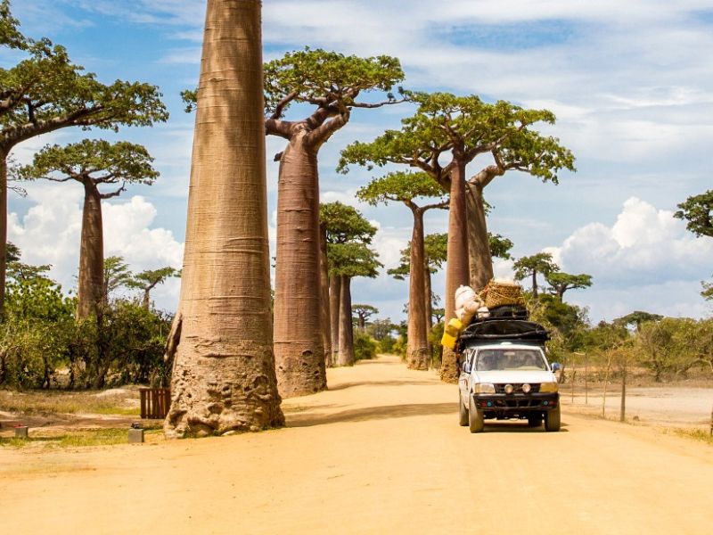 Die Straße der Baobabs mit einem Auto Madagaskar