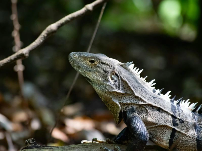 Reniala Spiny Forest Wanderung Madagaskar