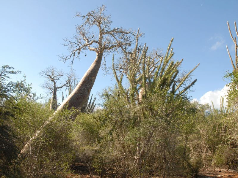 Reniala Spiny Forest Wanderung Madagaskar