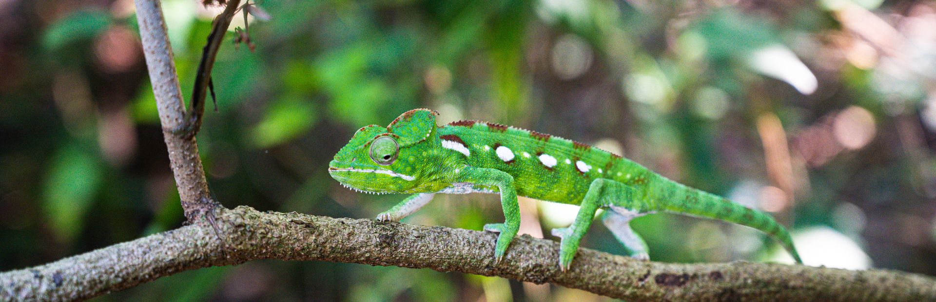Chamäleon bei Joeffreville Madagaskar