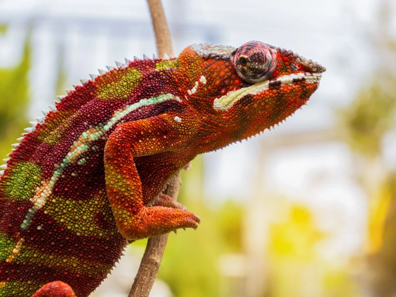 Chamäleon in Madagaskar