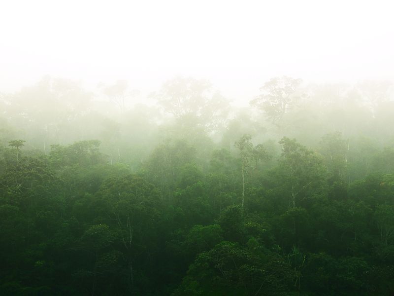 Regenwald in Madagaskar