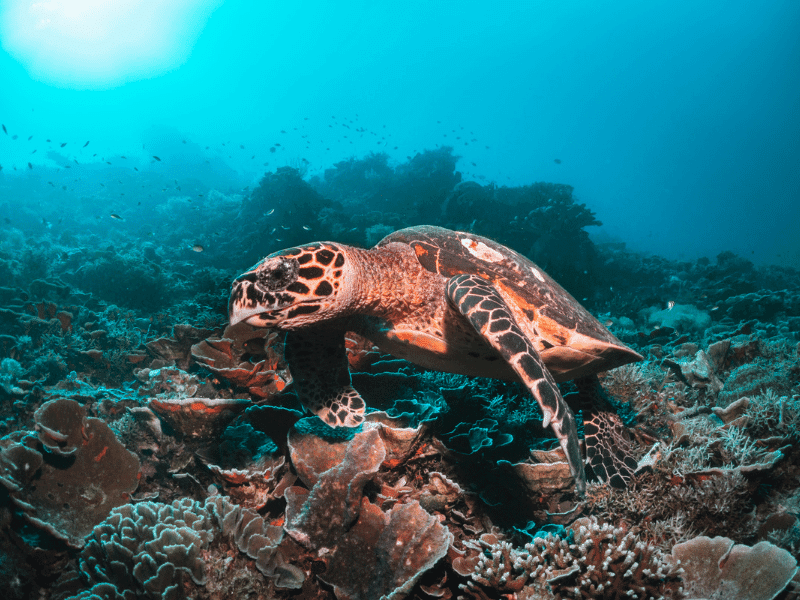 Schildkröten beim Schnorcheln in Madagaskar