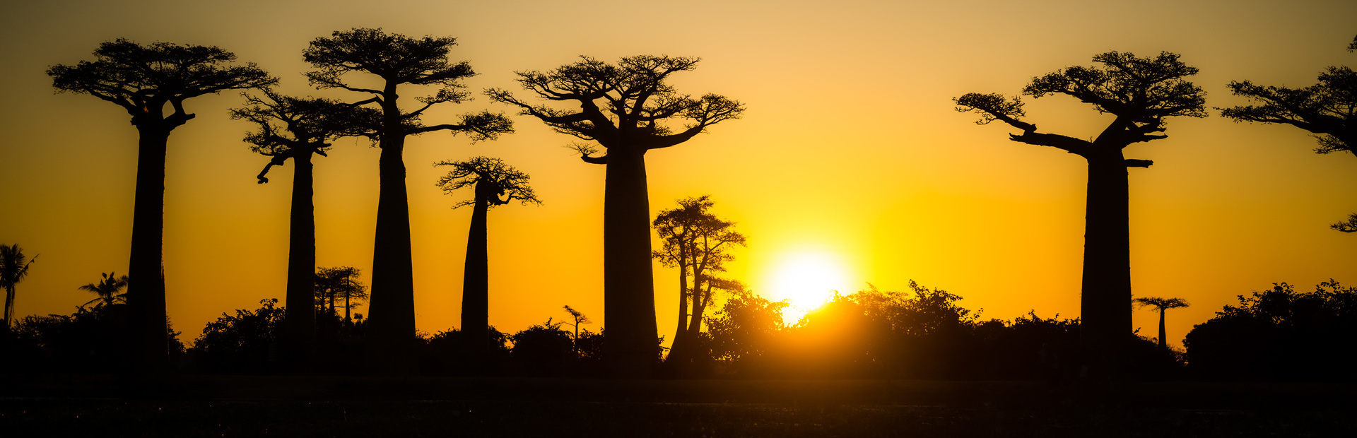 Madagascar-Avenue-de-Baobab