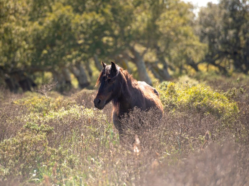 Pferd im Giara National Park, Sardinien