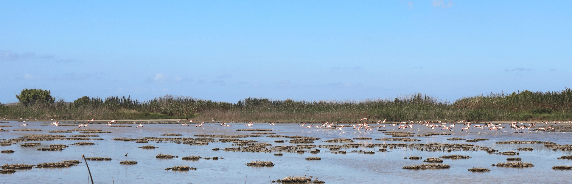 Flamingos in Sardinien