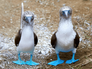 Blaufußtölpel in Ecuador