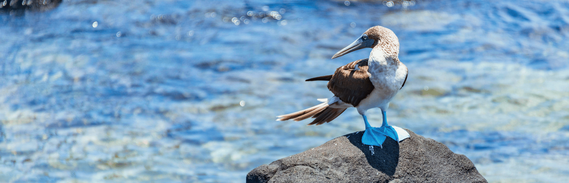 Blaufußtölpel in Ecuador