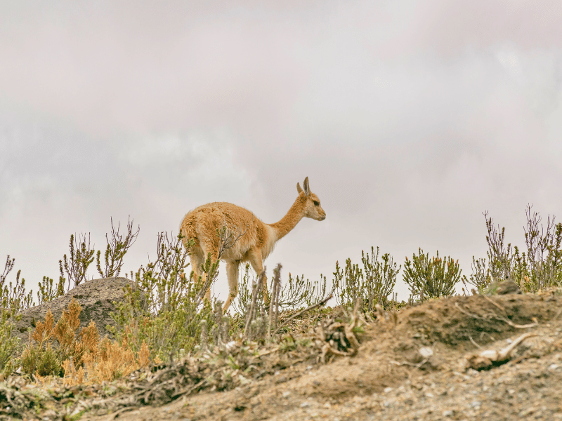 Alpaca in Ecuador