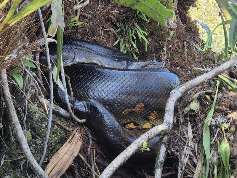 Anakonda in einem Baum im Cuyabeno Reservat