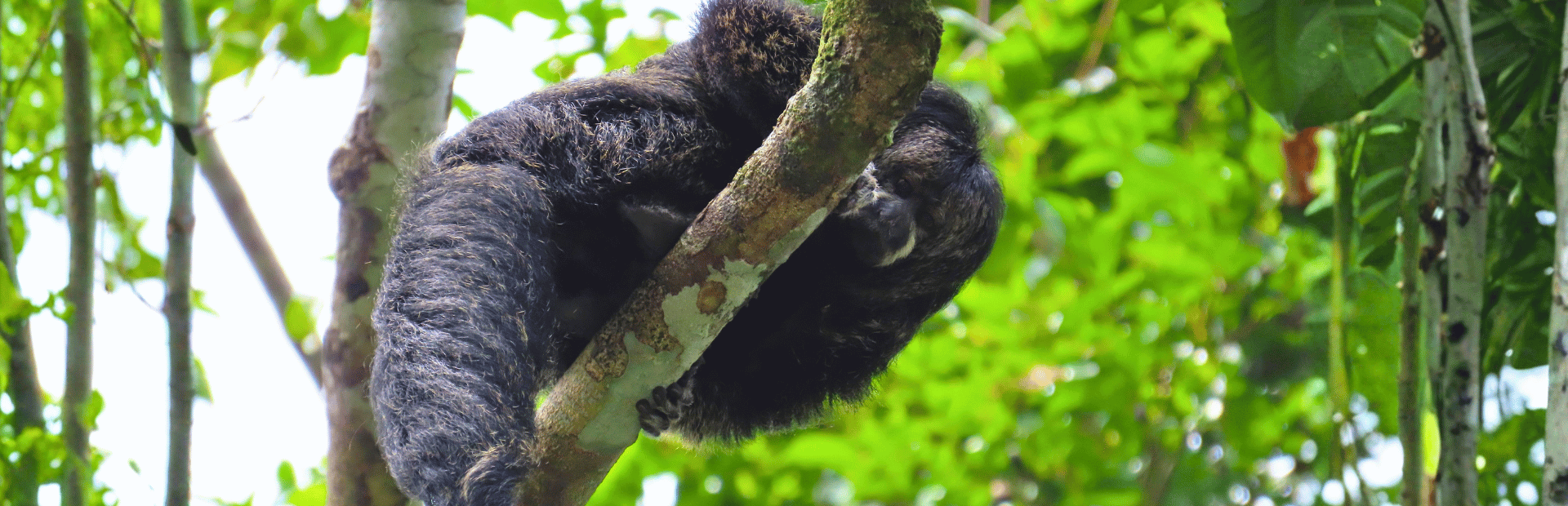 Affe im Regenwald des Cuyabeno Reservats