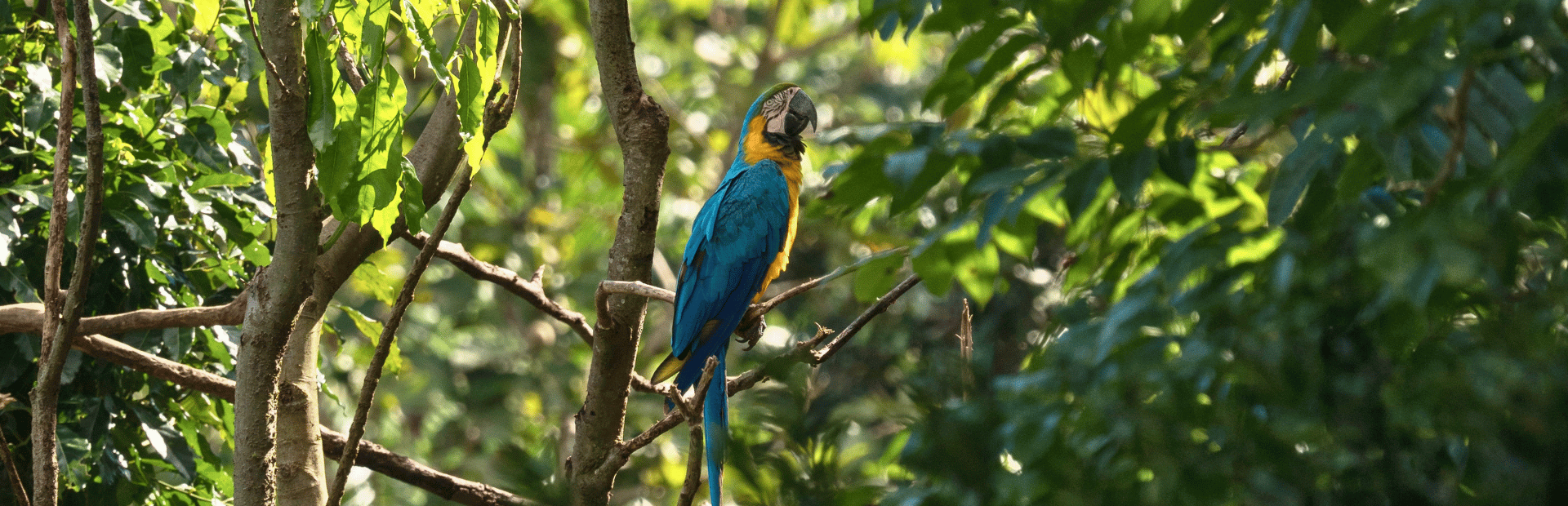 Blauer Ara im Cuyabeno Reservat