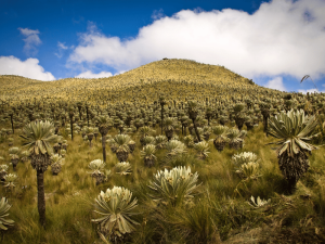 Natur im El Ángel Naturreservat, Ecuador
