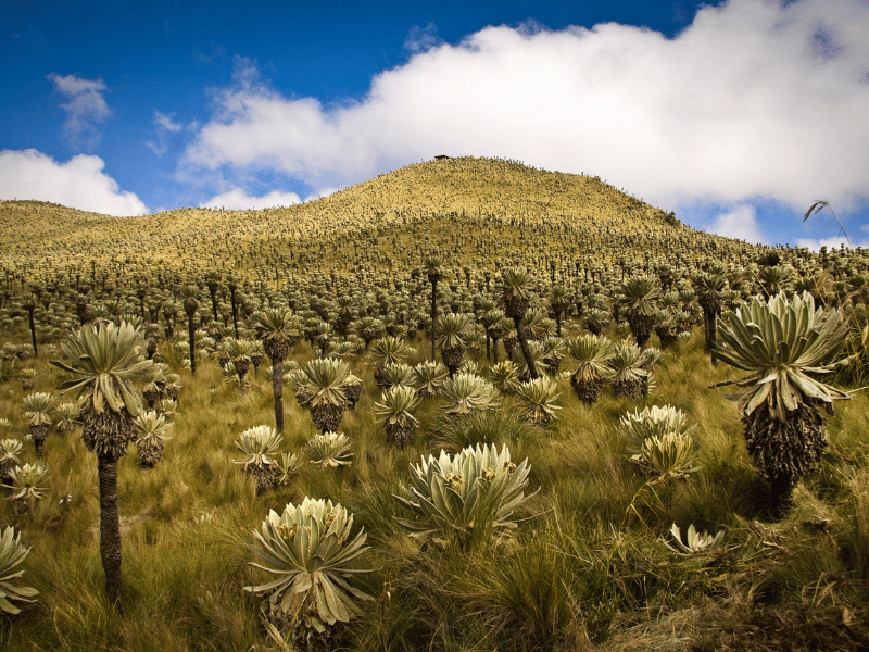 Natur im El Ángel Naturreservat, Ecuador