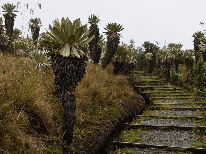 Wanderweg durch das El Angel Reservat, Ecuador