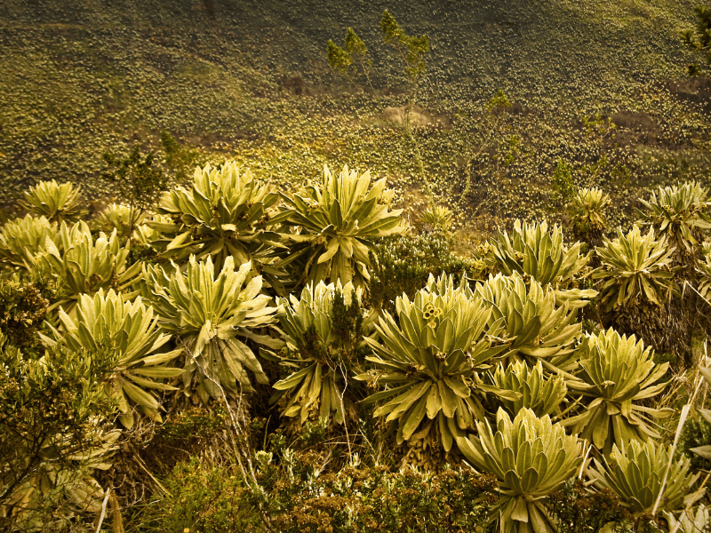Pflanzen im El Angel Reservat, Ecuador
