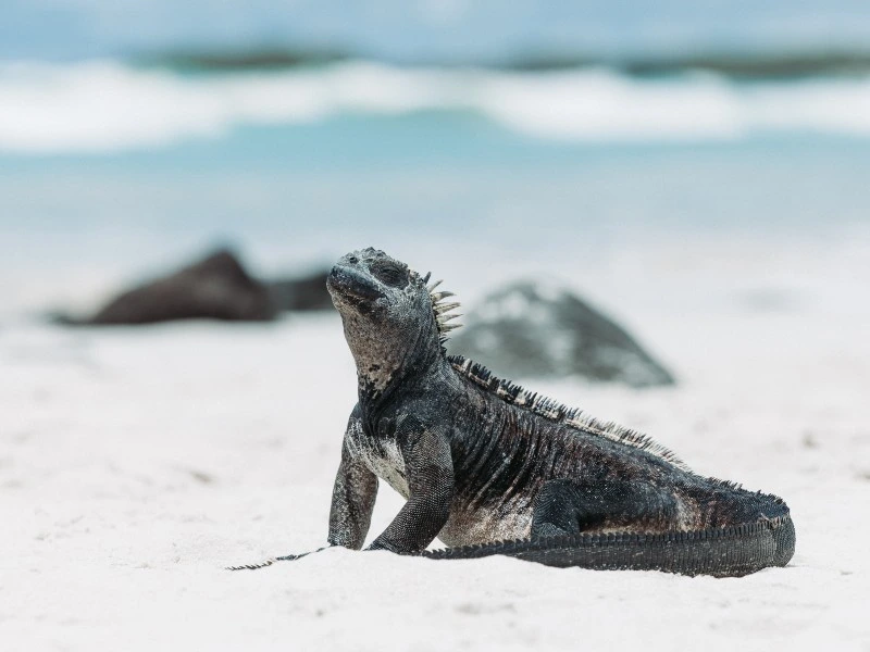 Echse am Strand von Galapagos