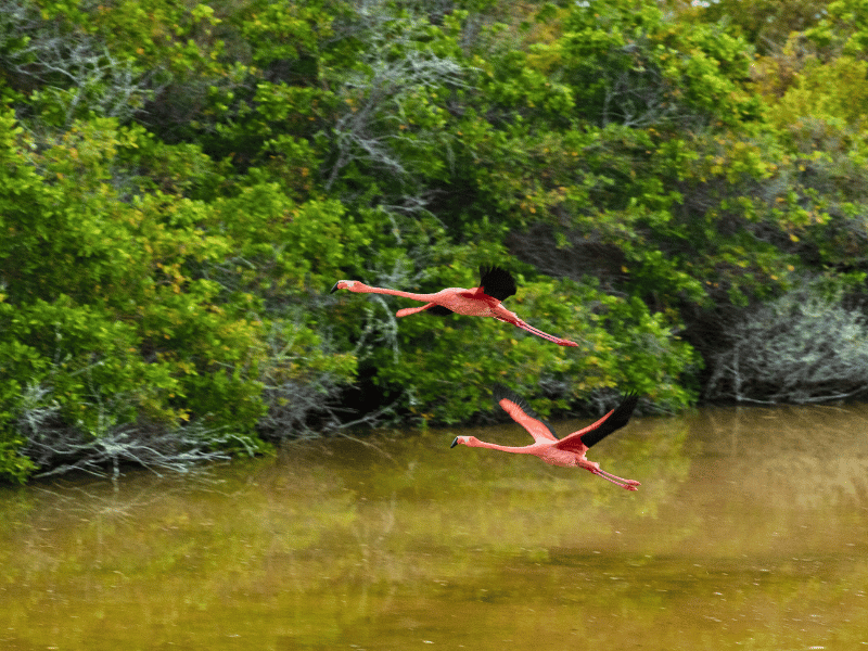 Flamingos auf den Galapagos Inseln