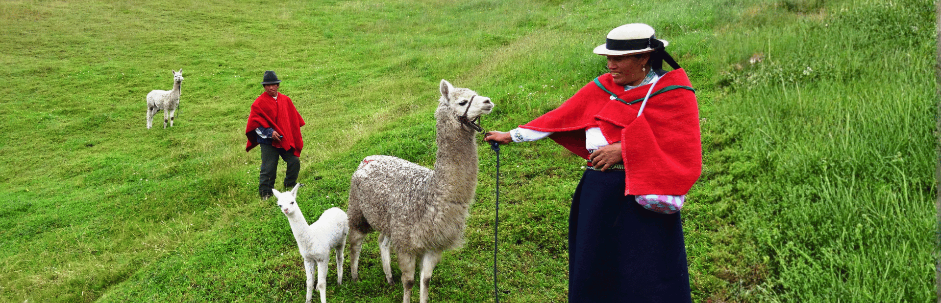 Indios mit Lamas in den Anden