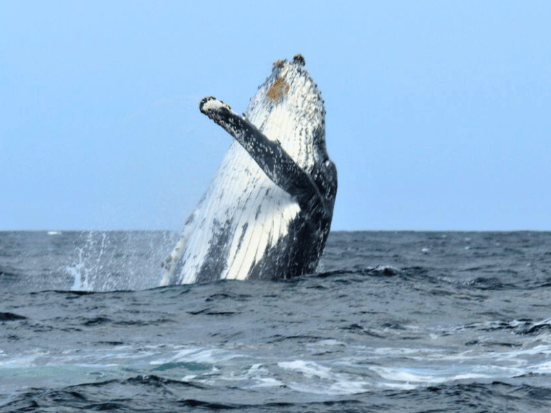 Wal vor Puerto Lopez in Ecuador