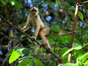 Affe im Dschungel von Ecuador