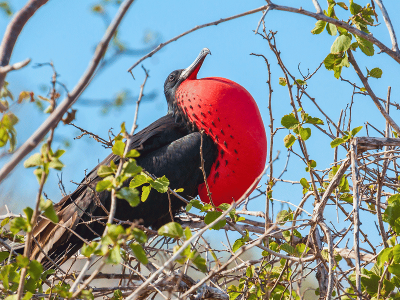 Fregattvogel auf Galapagos