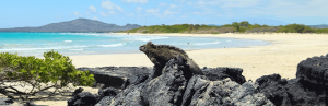 Iguana am Strand von Isabela