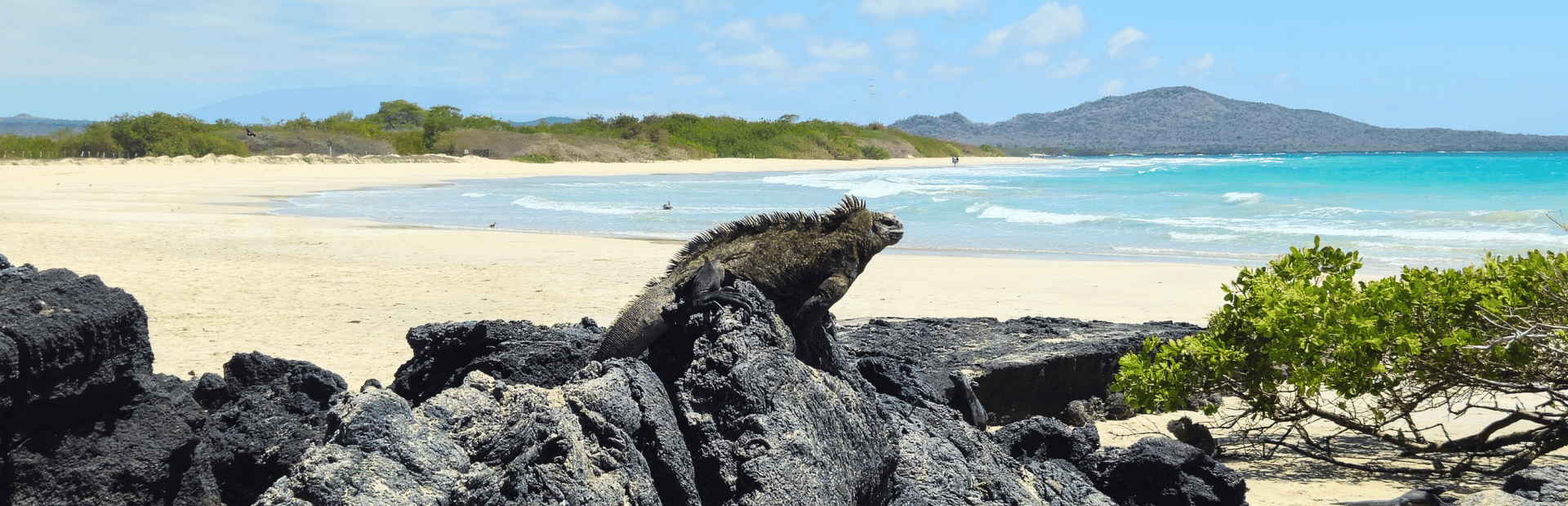 Iguana am Strand von Isabela