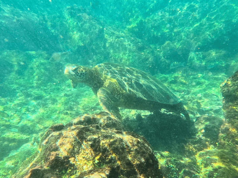 Meeresschildkröte bei Isabela, Galapagos