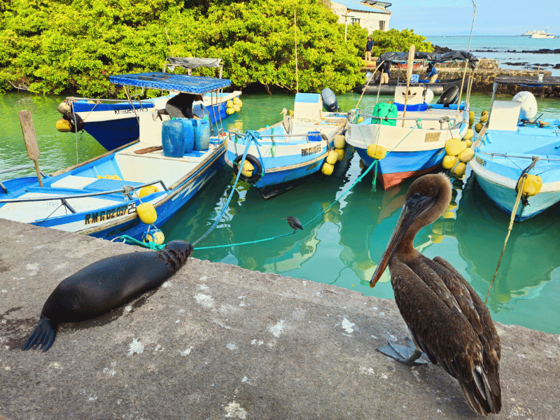 Pelikan und Seelöwe am Hafen von Puerto Ayora, Santa Cruz