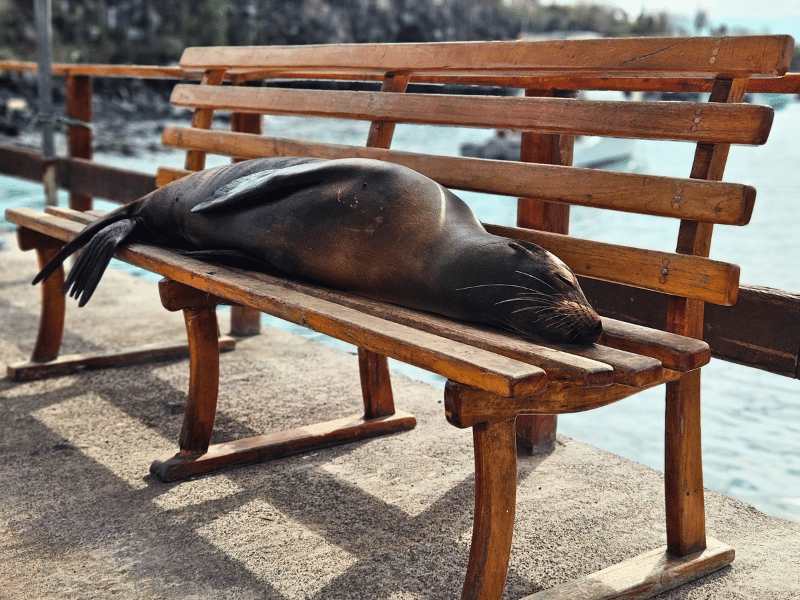 Schlafender Seelöwe am Hafen von Santa Cruz