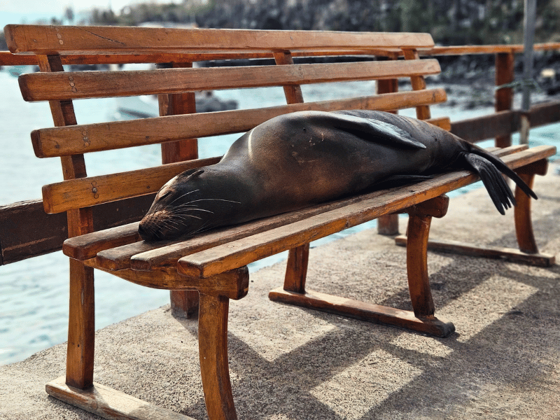 Seelöwe auf einer Bank am Hafen von Santa Cruz