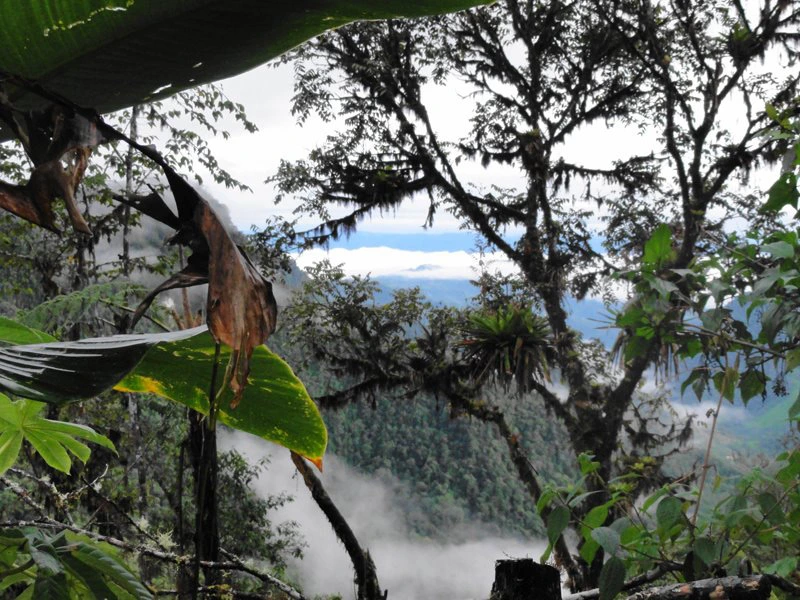 Nebelwald Bellavista in Ecuador