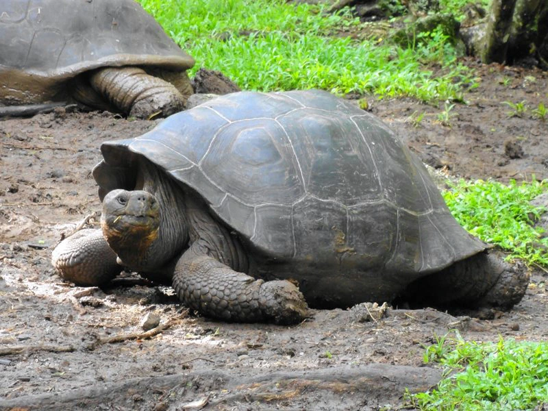 Riesenschildkröte auf Galapagos
