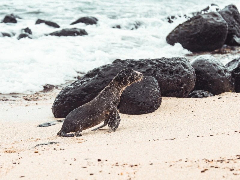 San Cristobal Galapagos